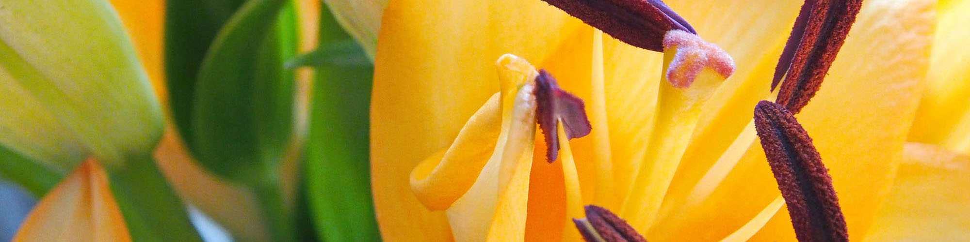 Pretty Little Petals Florist